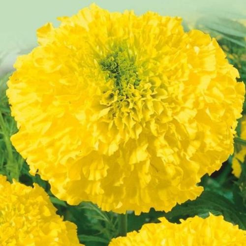 Лимон Принц 0,5 грам. (Елітсорт)